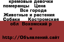 кремовые девочки померанцы › Цена ­ 30 000 - Все города Животные и растения » Собаки   . Костромская обл.,Вохомский р-н